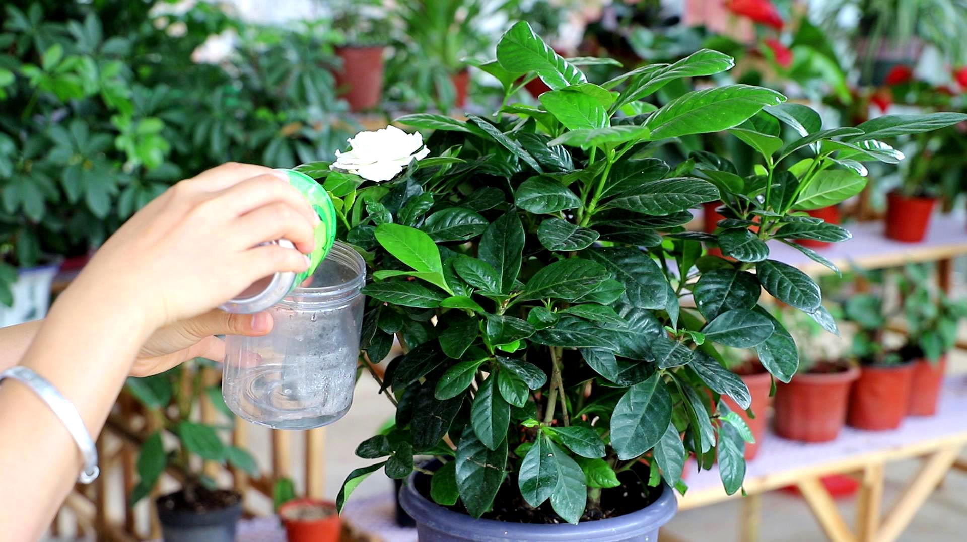 栀子花难种吗,栀子花太难养了