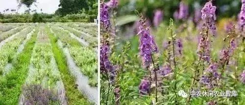 农业创意设计,创意农业功能