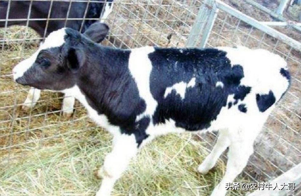 犊牛肺炎防控，养牛人必学