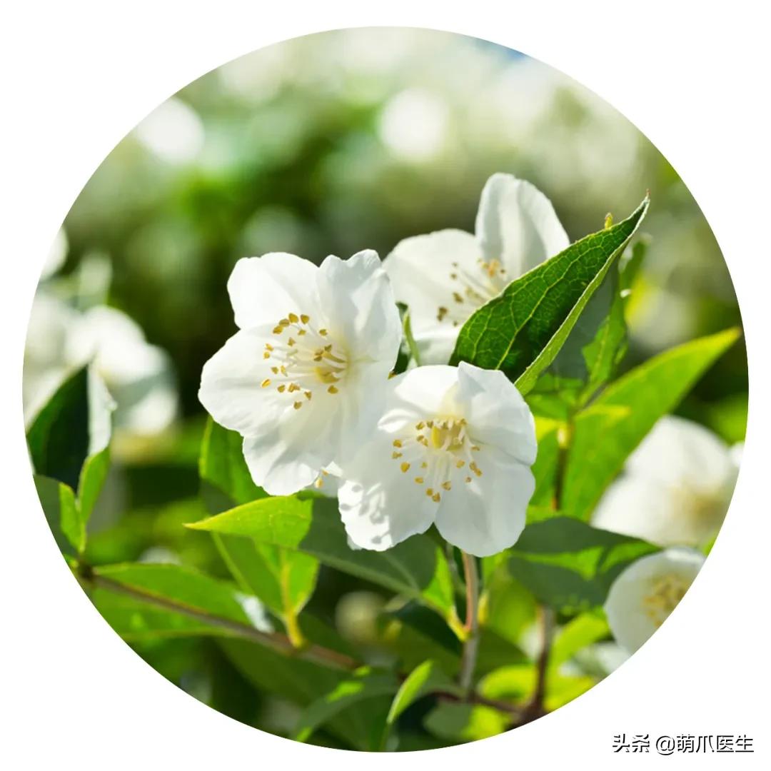 养了猫还适合养鹦鹉吗,养了猫还能养松鼠吗