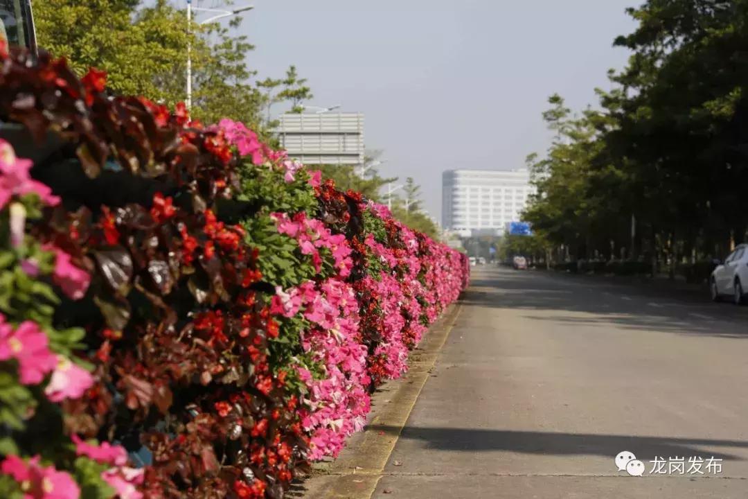 春天该很好，倘若你在场！龙岗最“花心”的地方是……