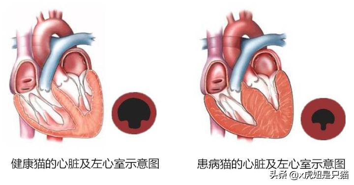 布偶猫繁育颜色,布偶猫如何繁育最好的品相