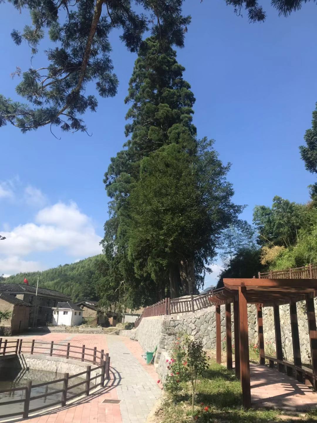 红曲制酒始于朱丹溪
