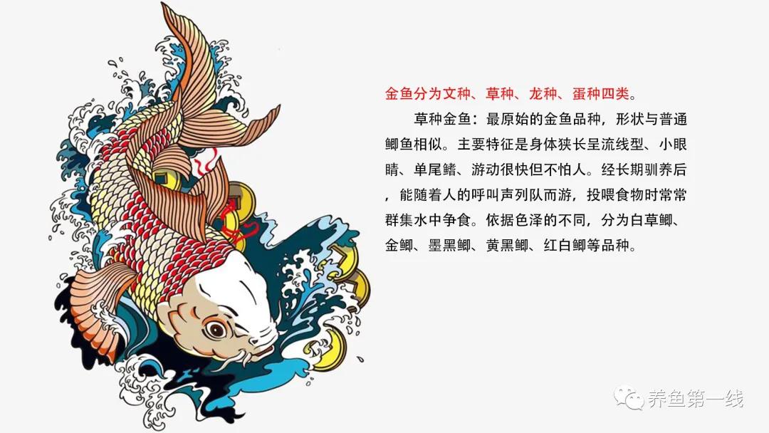 金鱼的种类图片和名字观赏,金鱼的品种分别有哪些图片