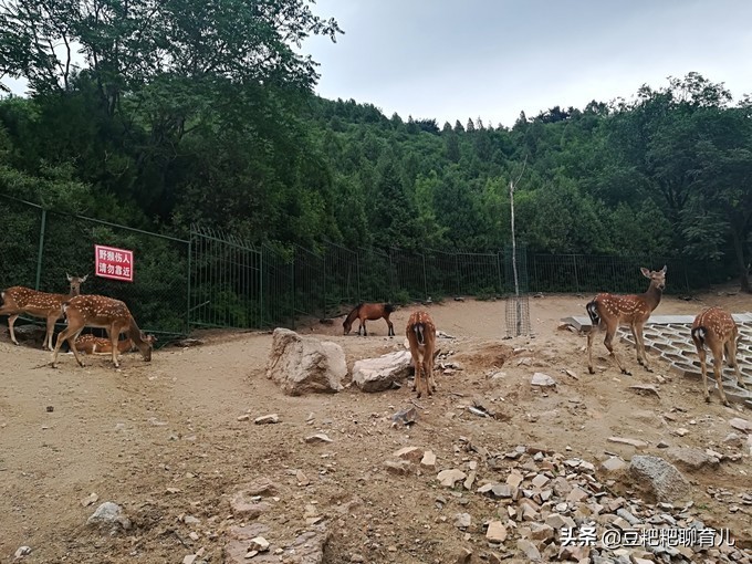 亲子游玩动物园地点推荐,假期亲子去哪玩