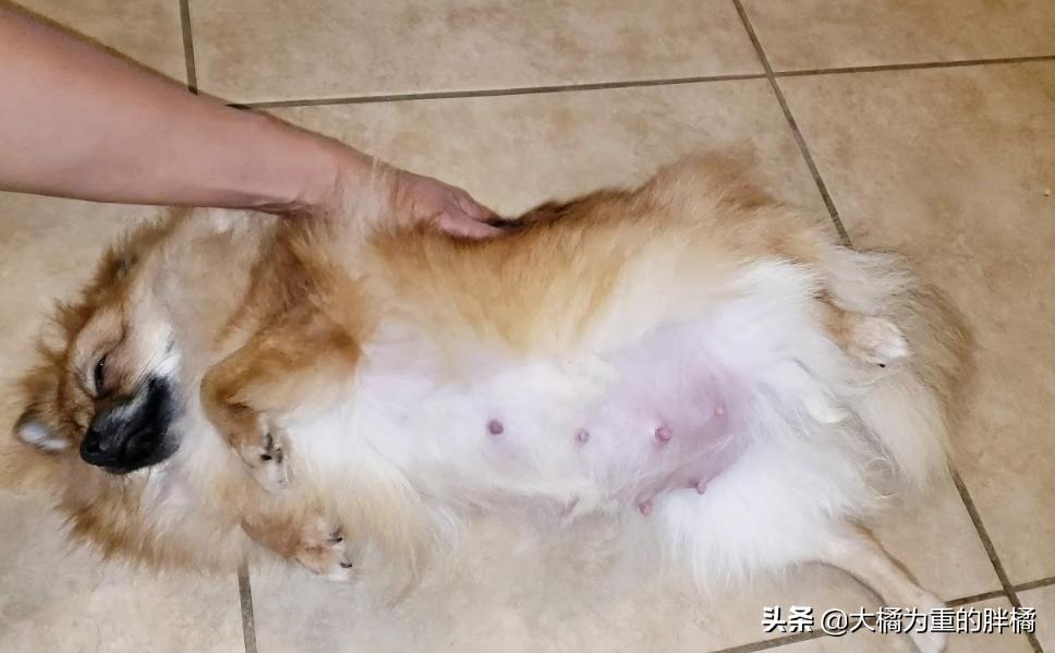 博美犬最怕三种东西,博美这几个部位不能打