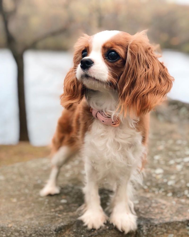 可爱的茶杯犬后面真相却很残忍,茶杯犬是怎样形成的视频