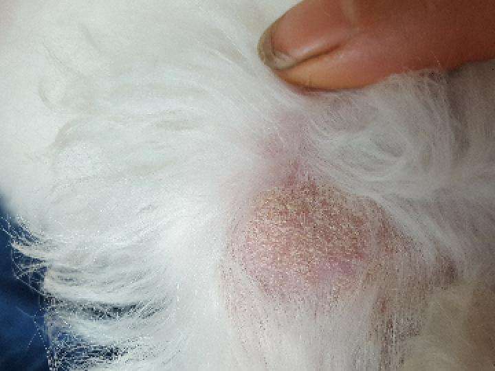 狗狗生殖系统有哪些常见疾病,预防狗狗疾病