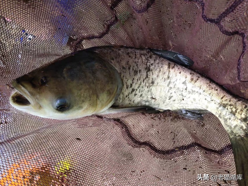 鲢鳙鱼的垂钓方法和技巧,鳙鱼生活习性及钓法