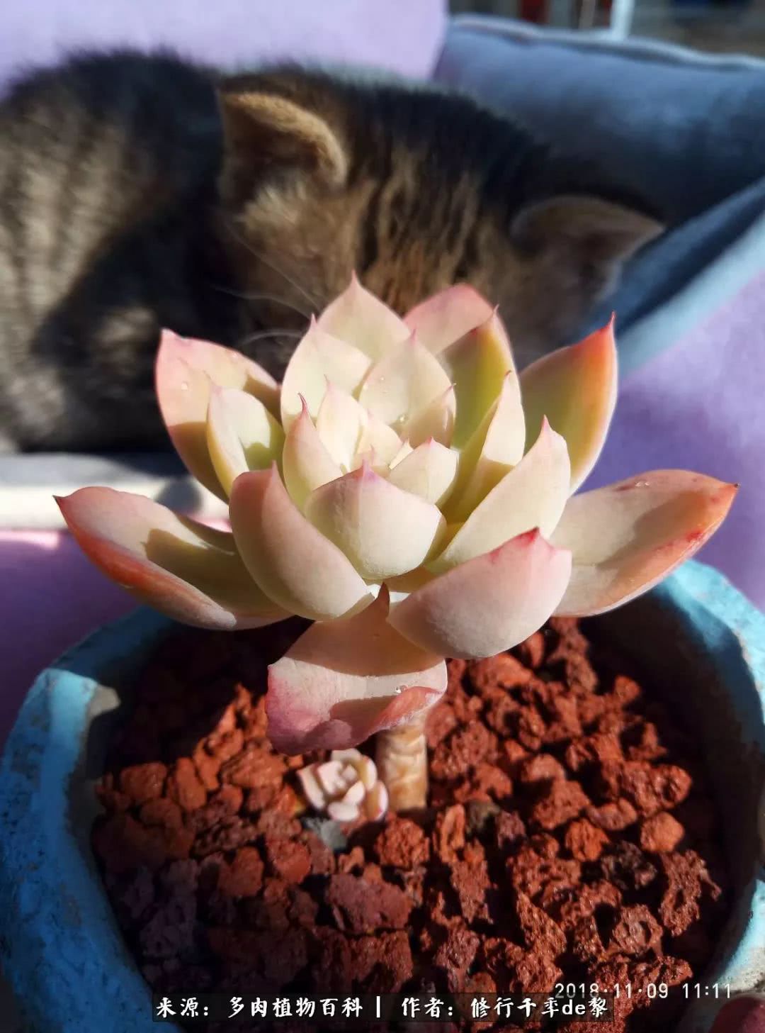 鱼和熊掌不可兼得自由和爱情,鱼和熊掌不可兼得胖和丑如影随形