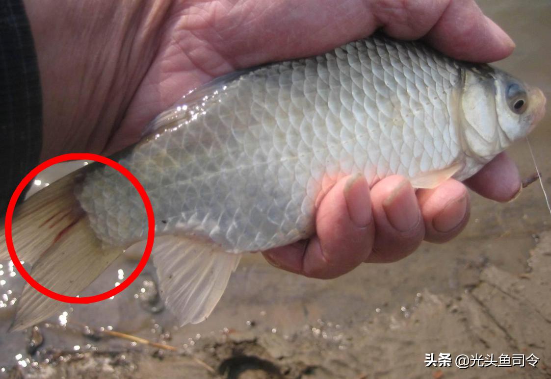 常见几种鱼体寄生虫,鱼类身上肉眼可见的寄生虫