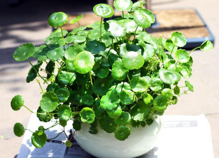 煤渣种花有什么好处,煤渣养花有营养