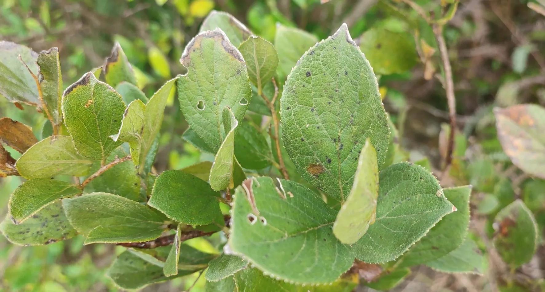 独行大云雾山——劫后余生，还有什么可惧