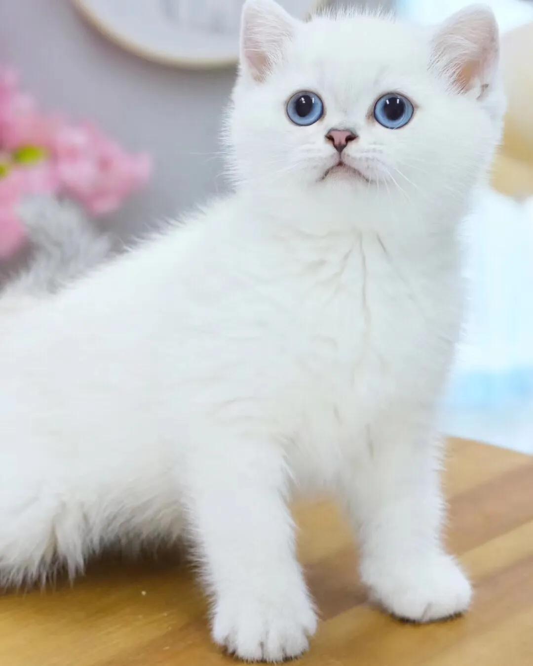 新手猫奴知识大全,猫奴初学者