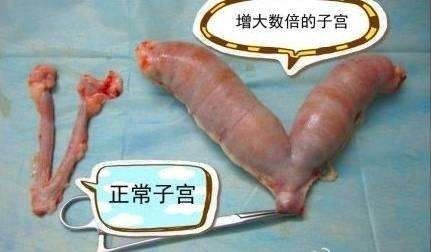 猫咪绝育完看的动画片,猫咪绝育全过程3d演示