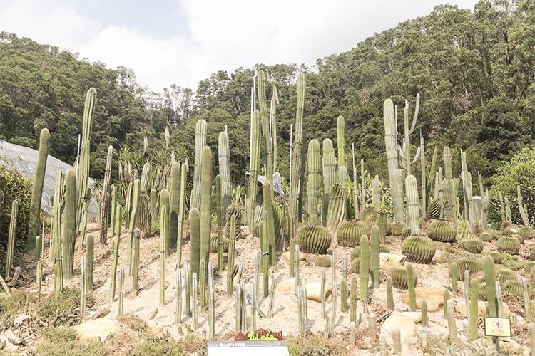 深圳游玩最佳地点排行榜前十名,深圳适合小孩游玩最佳地方推荐