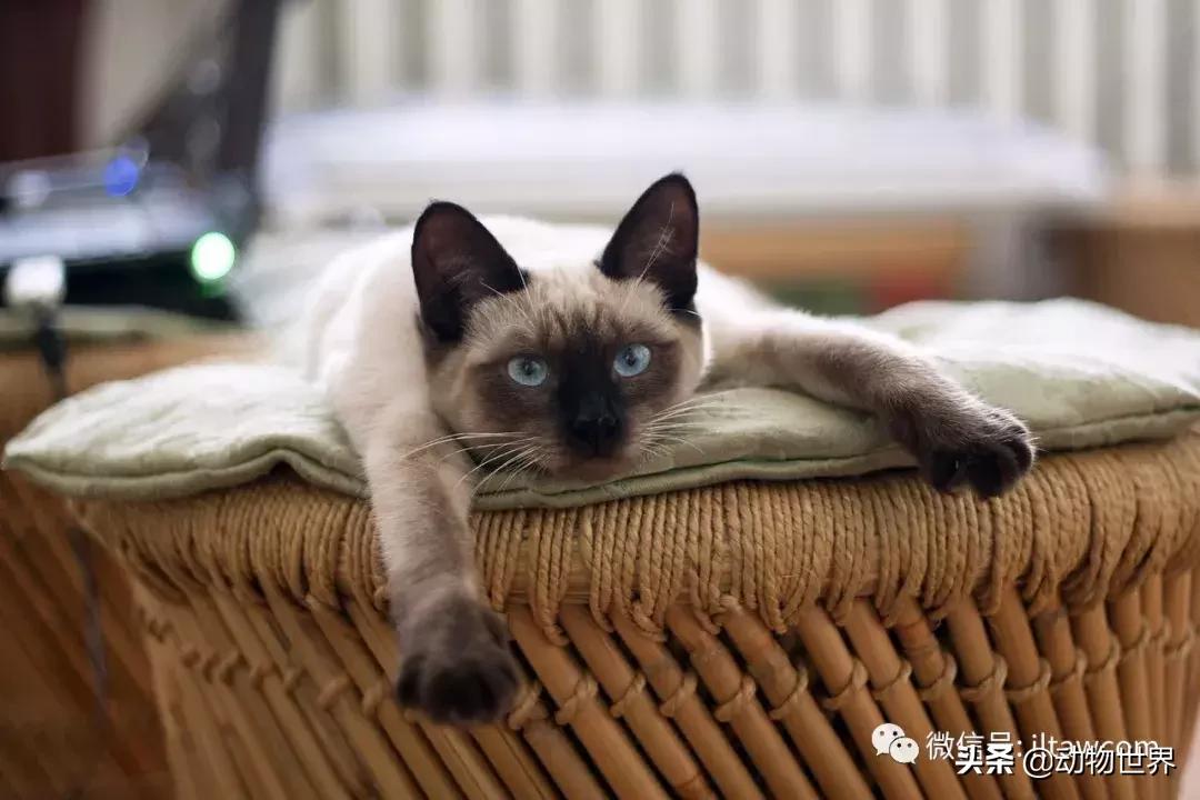 东方的“月亮钻石”-暹罗猫