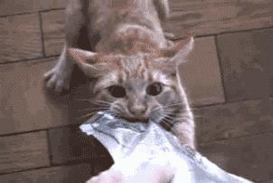 猫咪零食哪种比较好,猫咪零食一定要买好的吗