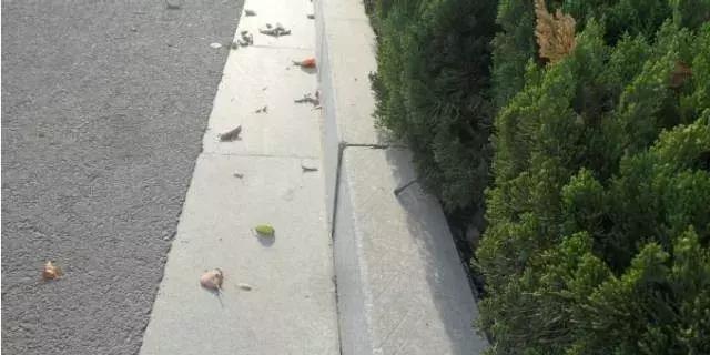 公路工程常见质量通病防治手册,市政公路质量通病手册