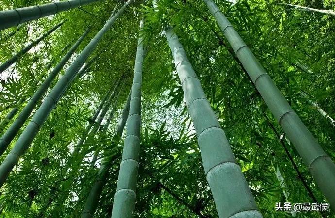 温度升高之前采摘樱桃,成都周边可摘樱桃的古镇