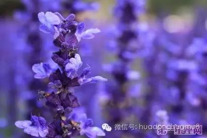 有种花叫满天星的花语是什么,每朵花都有花语而你又知道多少