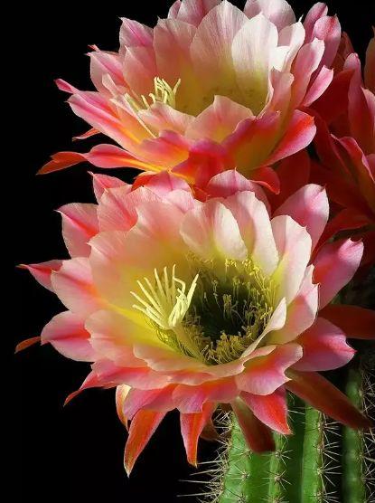 公认最美的十种花,十大最漂亮花风景