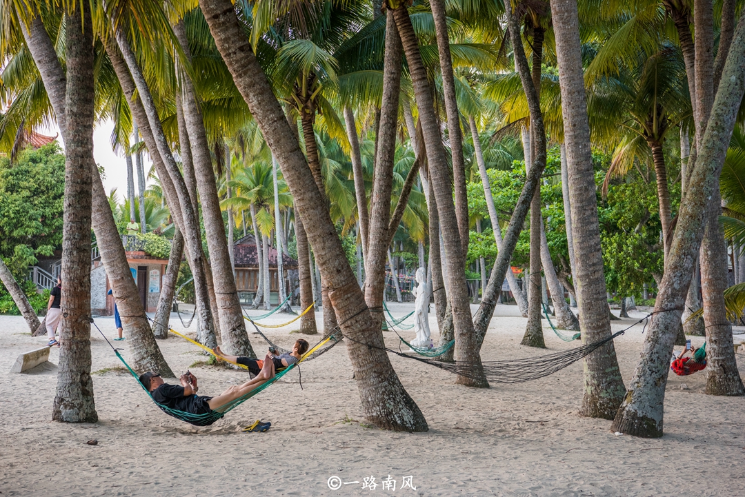 海南椰子最漂亮的地方,海南椰子最多的地方