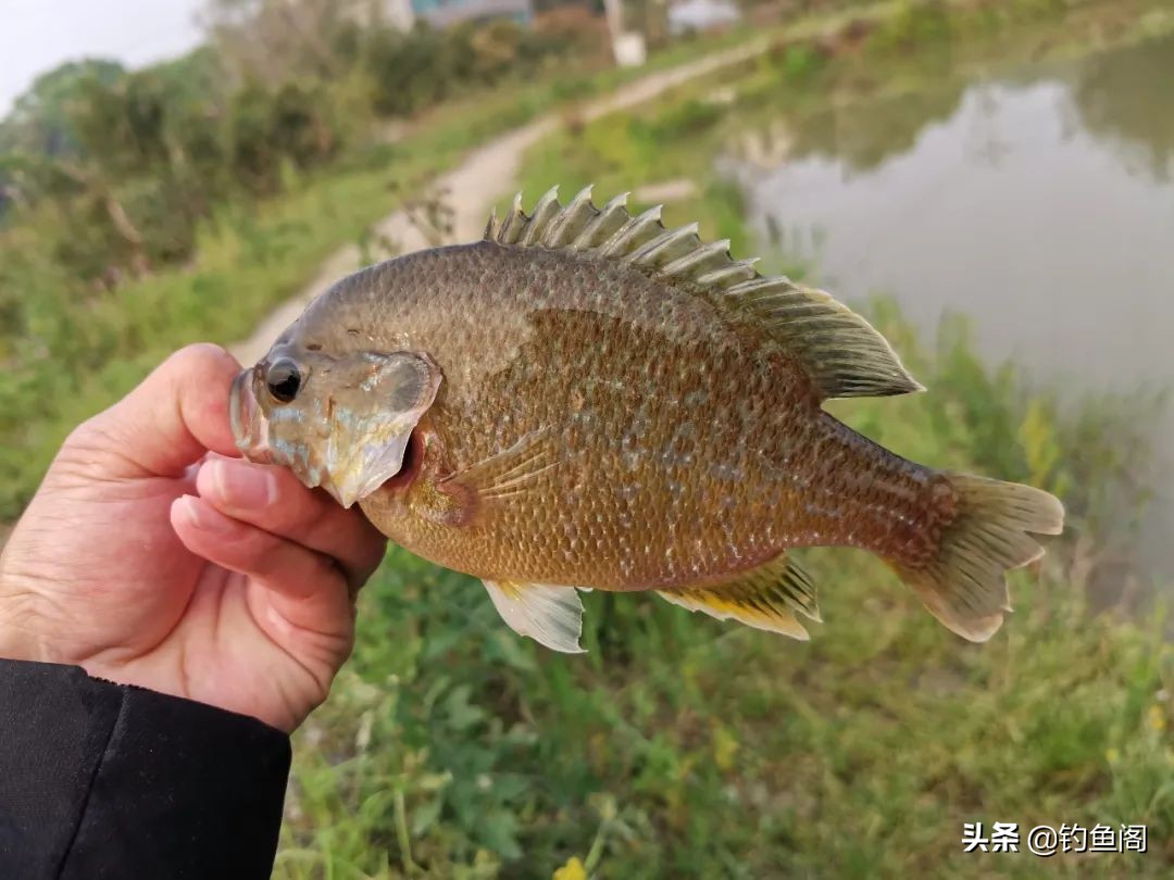 钓太阳鱼怎么选钓位视频,钓太阳鱼怎么选地方钓最好
