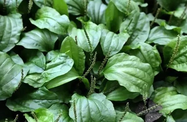 夏季养生先养心记得少做伤心事,夏季心烦气躁吃什么养心