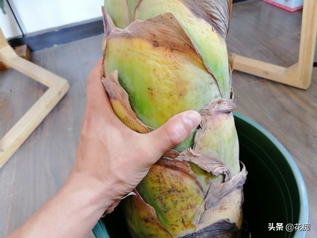 哪种莲花好看适合家里养,家庭适合养的莲花