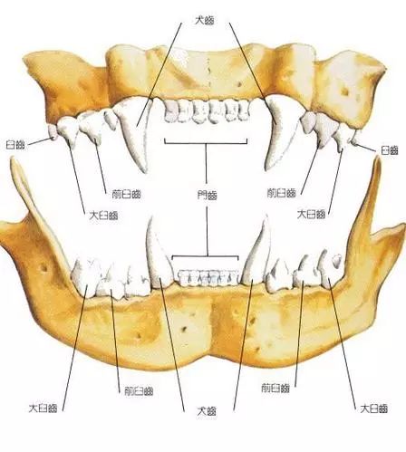 猫咪乱尿解决神器,猫咪乱尿吃什么药管用