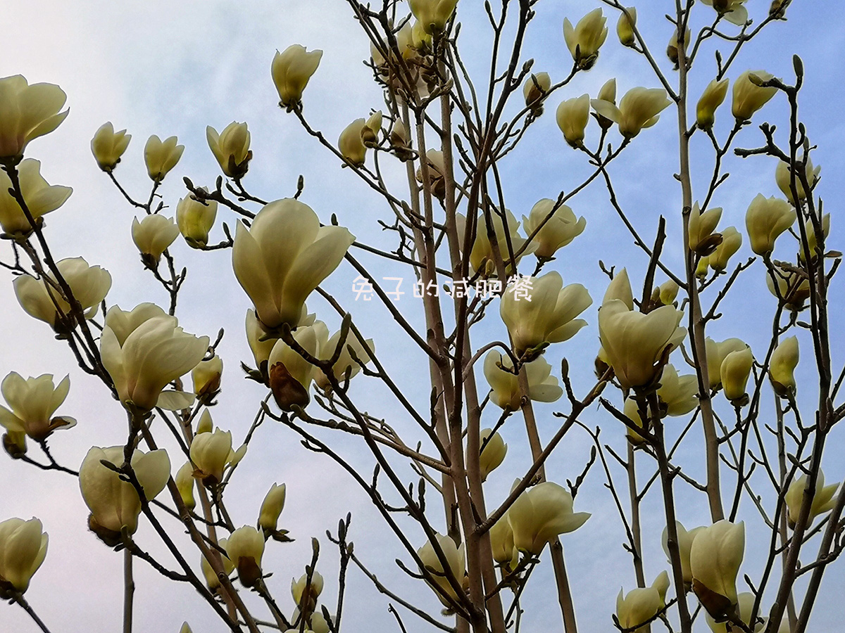 春天不懂吃这花儿亏了，是花也是菜，焦香酥脆，比小酥肉还香