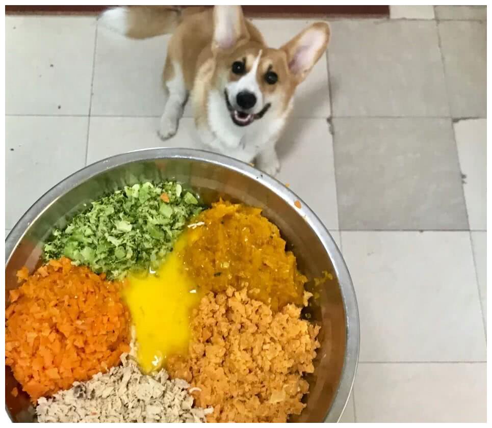 狗狗挑食怎么给狗狗喂得胖胖的,狗狗吃得少不胖怎么办