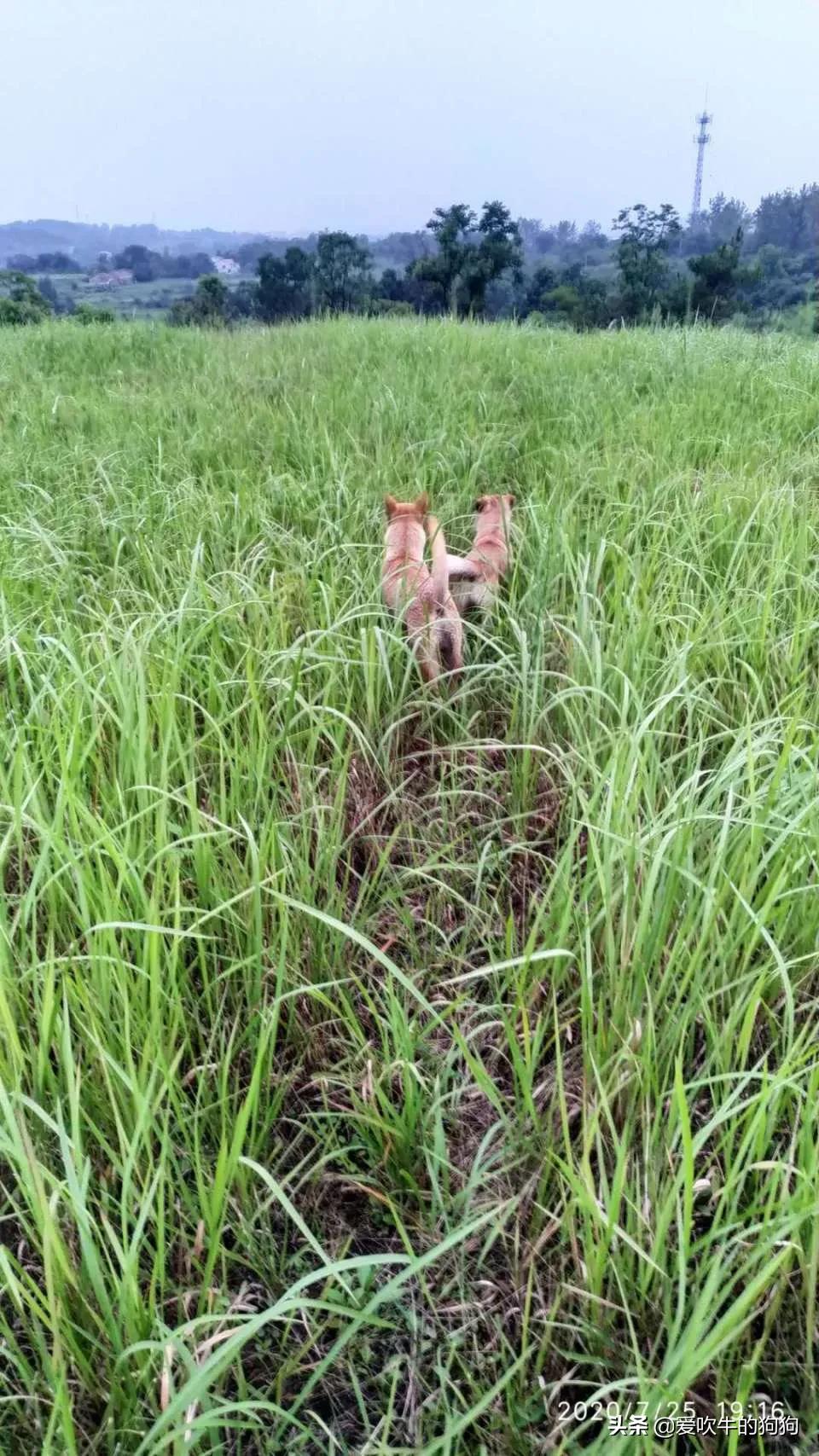 一个广西猎犬玩家的心声：我心目中的好狗，是这样子的