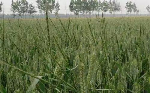 节节麦用啥能治,节节麦现在怎么这么多