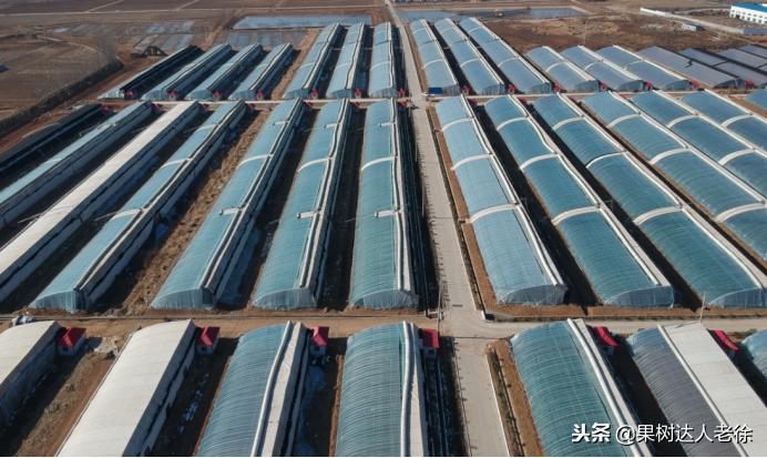 大棚桃树花期可以抹芽,大棚桃种植前景