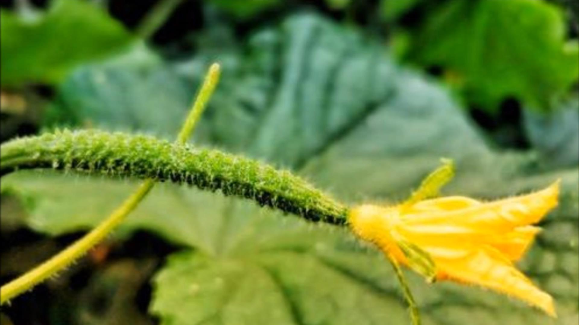 黄瓜打没打药,黄瓜打激素位置图解