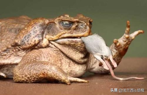 鸟类中最凶猛的是哪一个,鸟类捕食的12个无情时刻