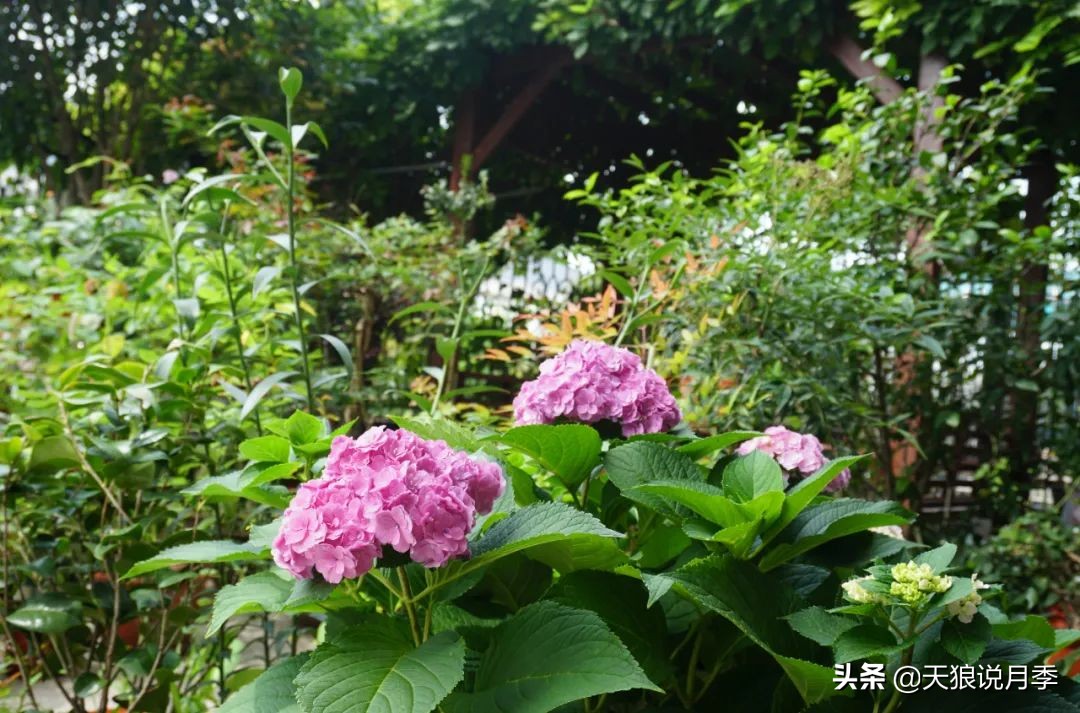 不用再羡慕别人家的院子,庭院养护全攻略