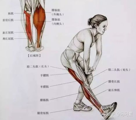 小腿粗怎么判断是脂肪还是肌肉,坐着快速瘦脂肪小腿的正确方法