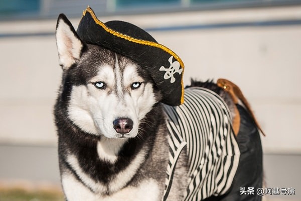 大型狗狗的超酷服装,狗狗好看的服饰