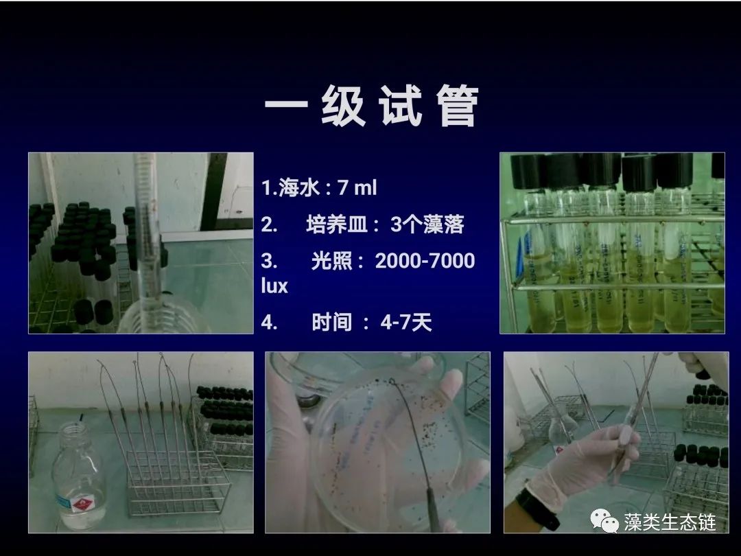 藻类培养课程视频教程,海南藻类生态链