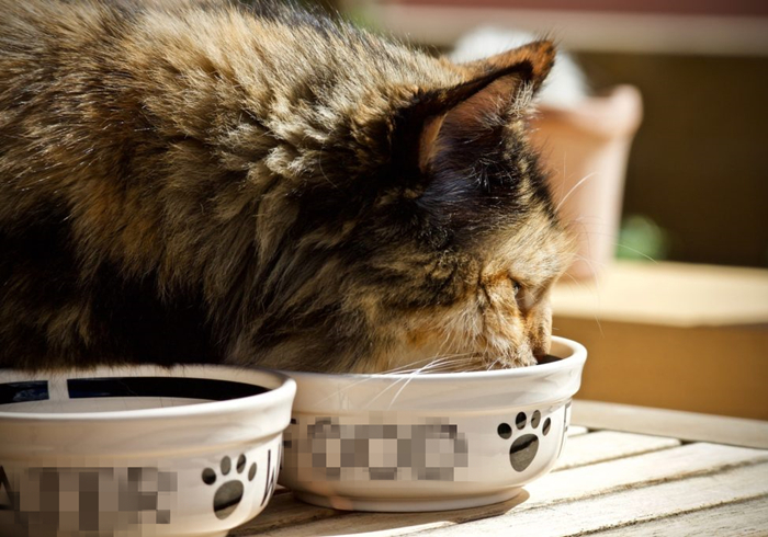 辟谣，猫咪补锰就喂它动物毛？当心爱猫肠梗阻，猫咪：刚吐完啊