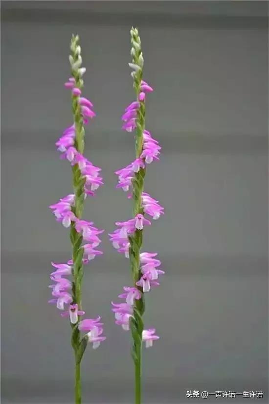 从未见到的怪花,从没见过的奇花