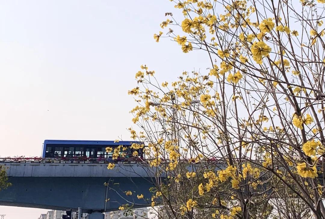 *光春**正好，快来搭乘开往春天的brt~