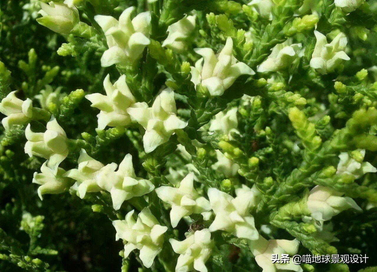 耐旱耐盐碱植物有哪些,耐盐碱的植物有哪些