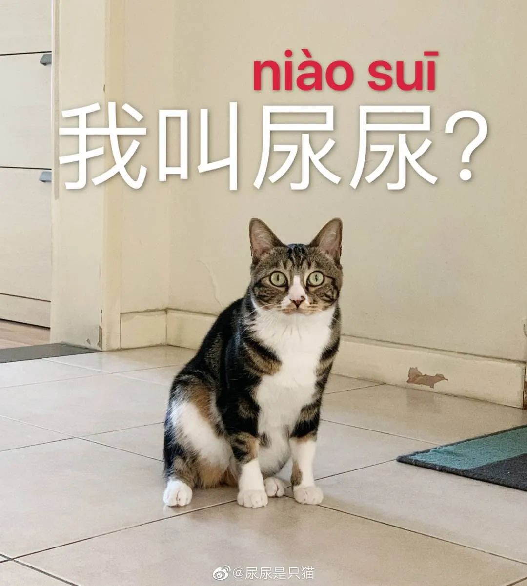 千万粉网红猫“尿尿”是如何养成的？我们和尿爸聊了聊背后的故事