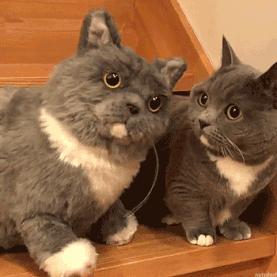 猫一天放了好几个臭屁,猫咪放的屁巨臭怎么回事