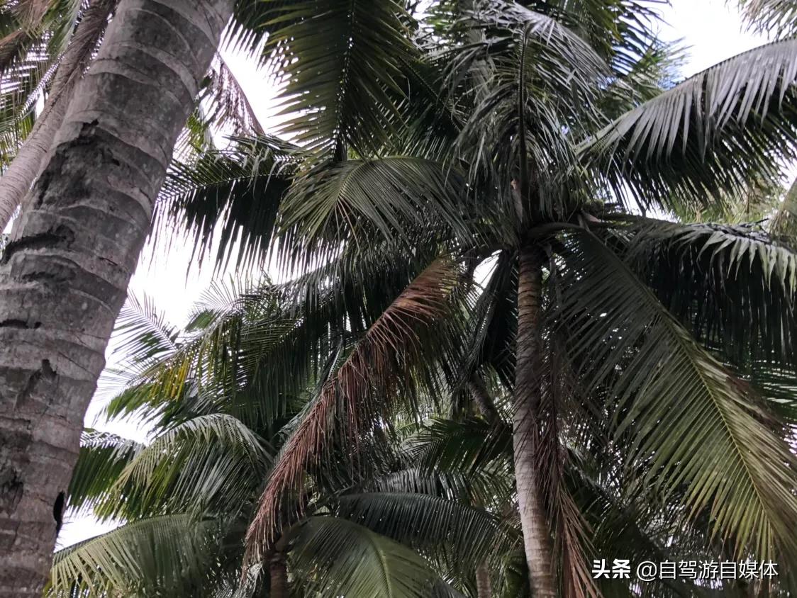 东郊椰林青椰,海南省东郊椰林树影