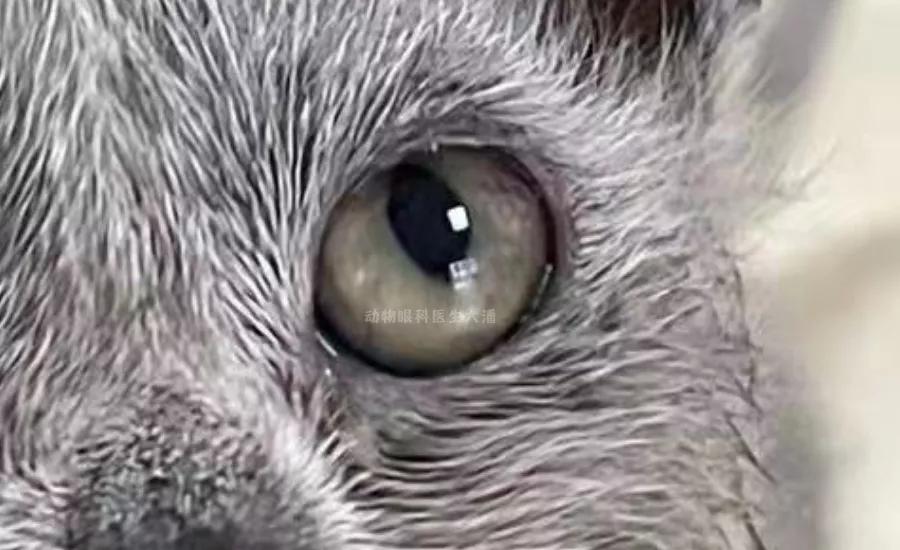 猫鼻支、猫感冒、流泪、打喷嚏、眼睛红肿，猫疱疹病毒的治疗